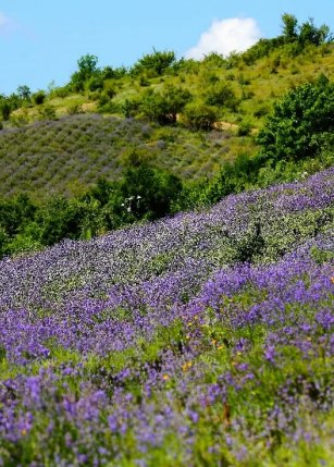 Поля Алуштинского-эфиромасличный совхоз-завода